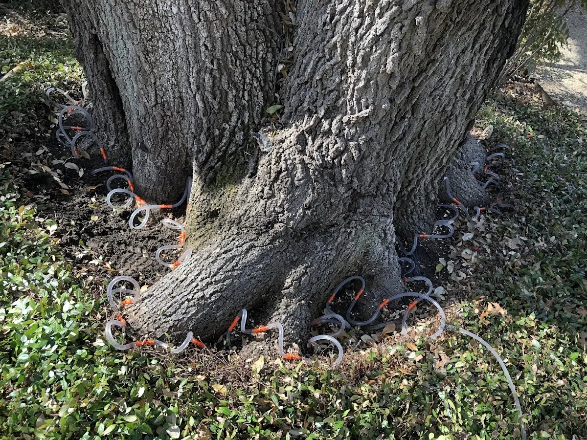 Detailed Tree Cabling and Bracing job site in Royse City