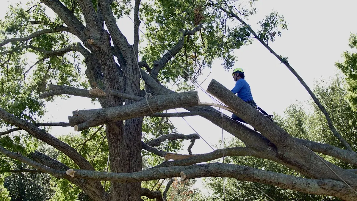 Professional Crown Thinning performed by certified arborists in Royse City