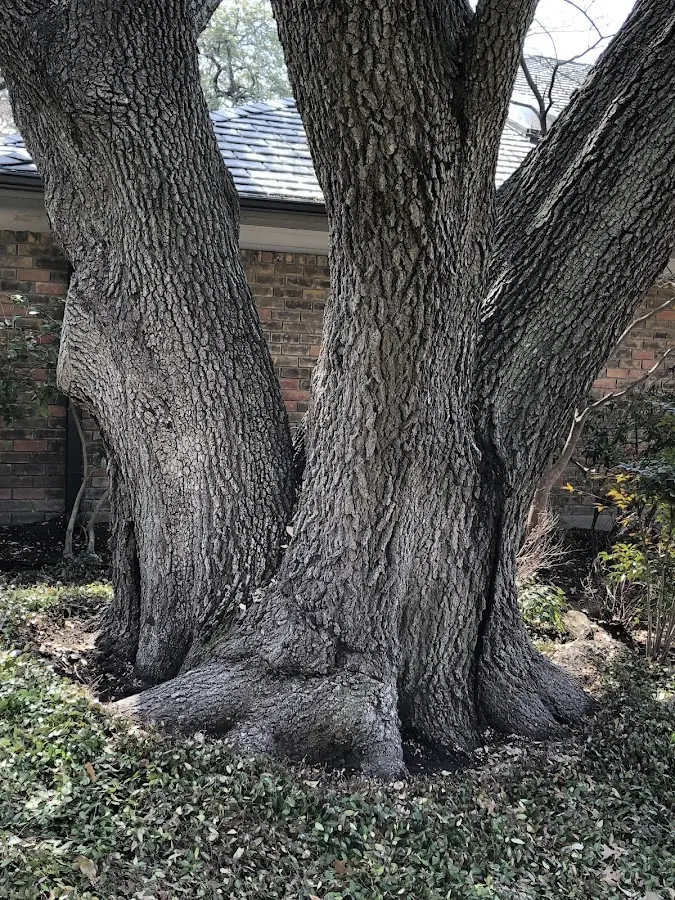 Mature heritage tree close to a Royse City property cared for by certified arborists